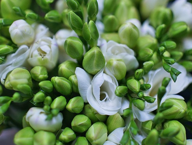 Bouquet of white freesias photo